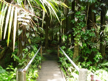 tropical path bridge Hawaii